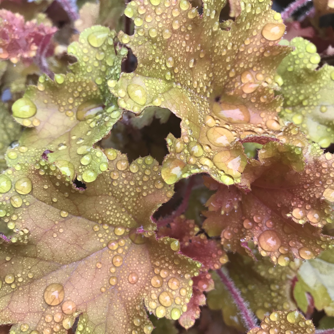 Alumroot Toffee Tart in the GardenTags plant encyclopedia