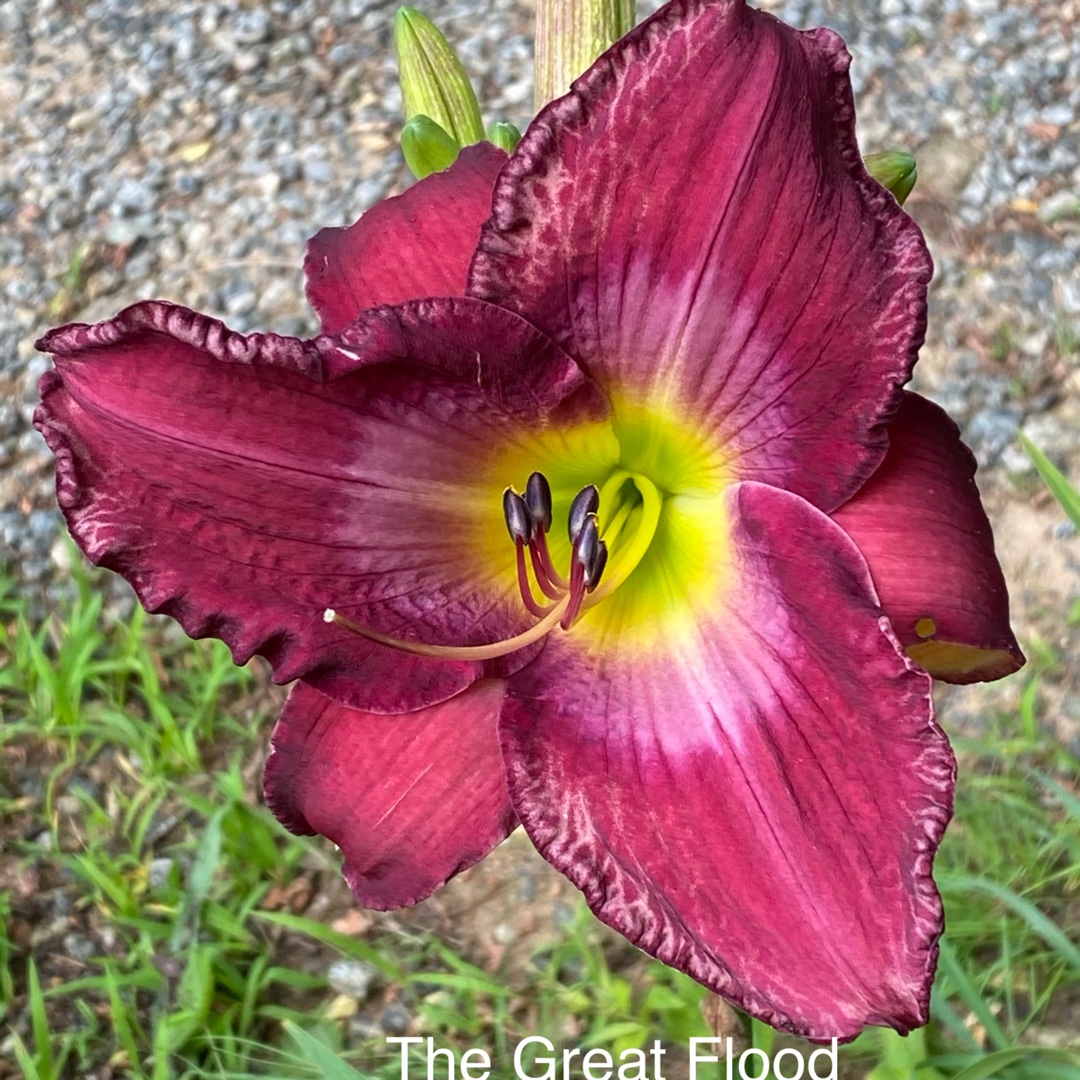 Daylily The Great Flood in the GardenTags plant encyclopedia