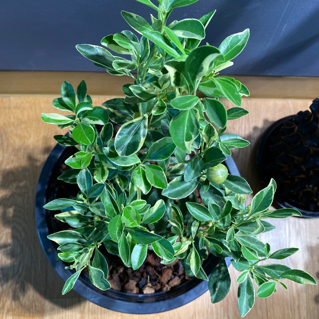 Centennial Variegated Kumquat in the GardenTags plant encyclopedia