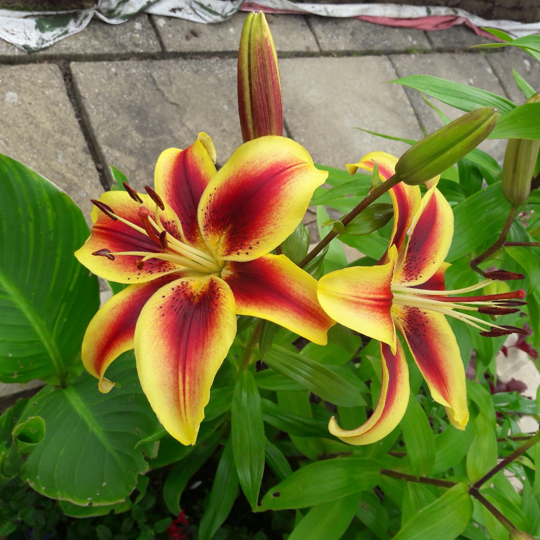 Oriental Lily Nymph in the GardenTags plant encyclopedia