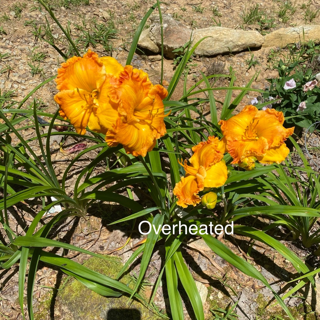 Daylily Over Heated in the GardenTags plant encyclopedia