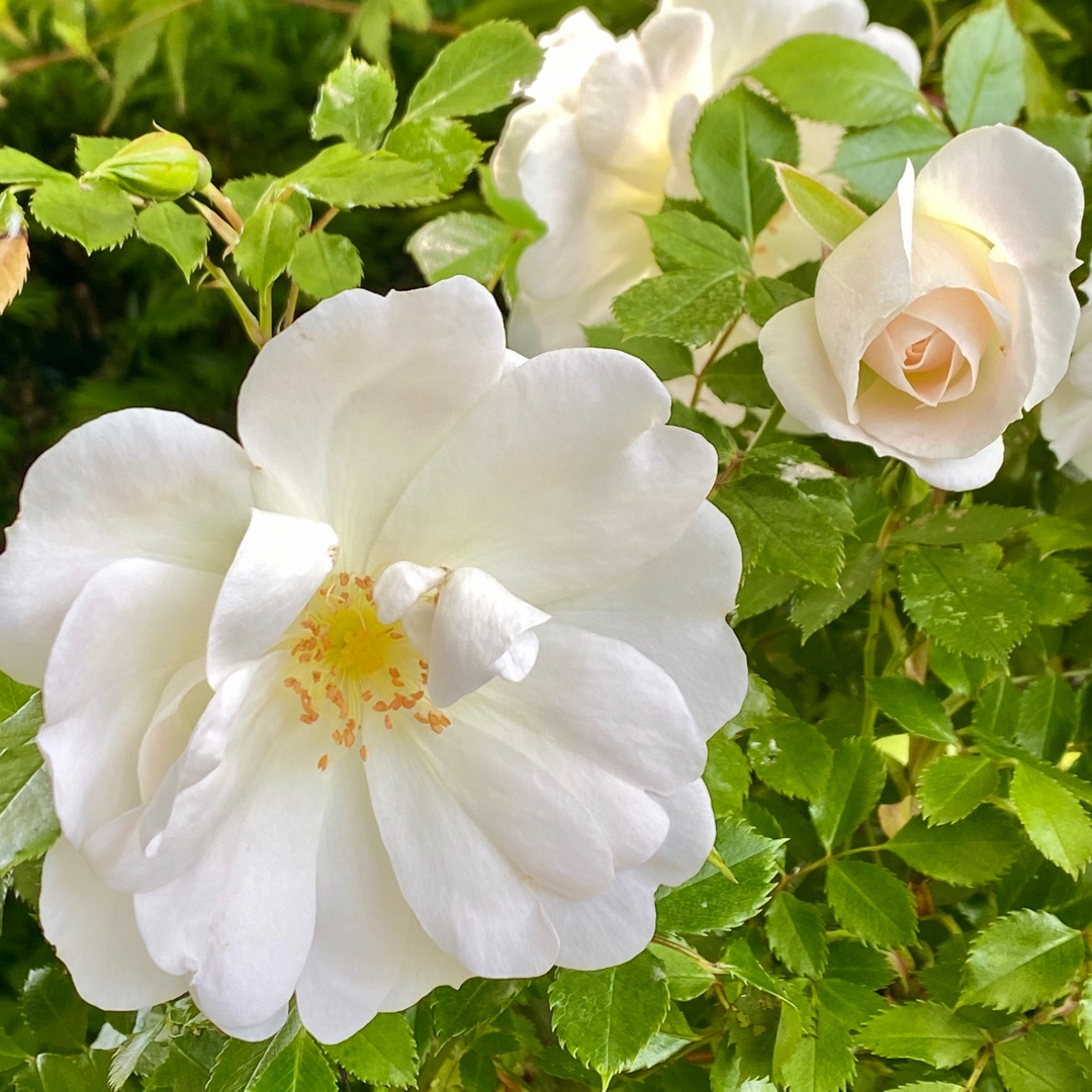 Rose Yorkshire Princess (Miniature Patio) in the GardenTags plant encyclopedia