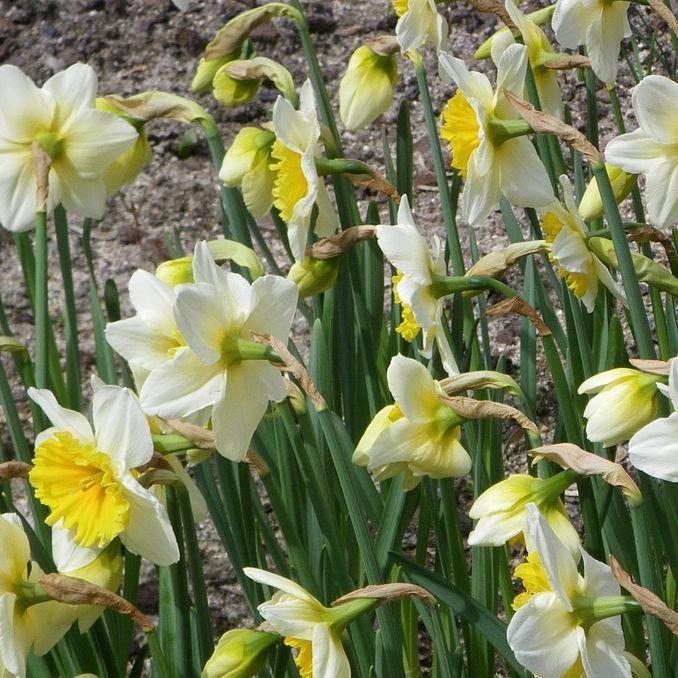 Daffodil Slim Whitman (Large-cupped) in the GardenTags plant encyclopedia