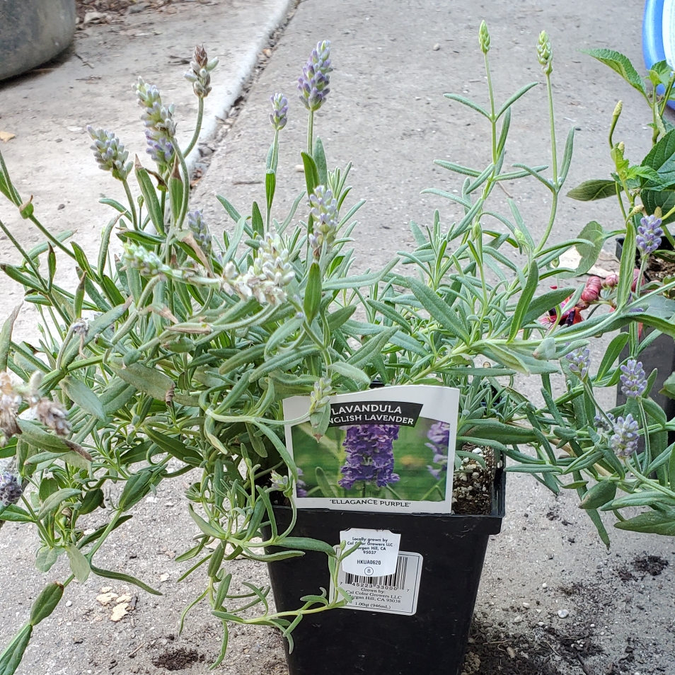 Lavender Ellagance Purple in the GardenTags plant encyclopedia