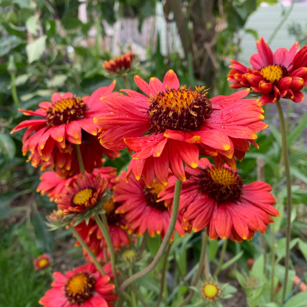 Blanket Flower in the GardenTags plant encyclopedia