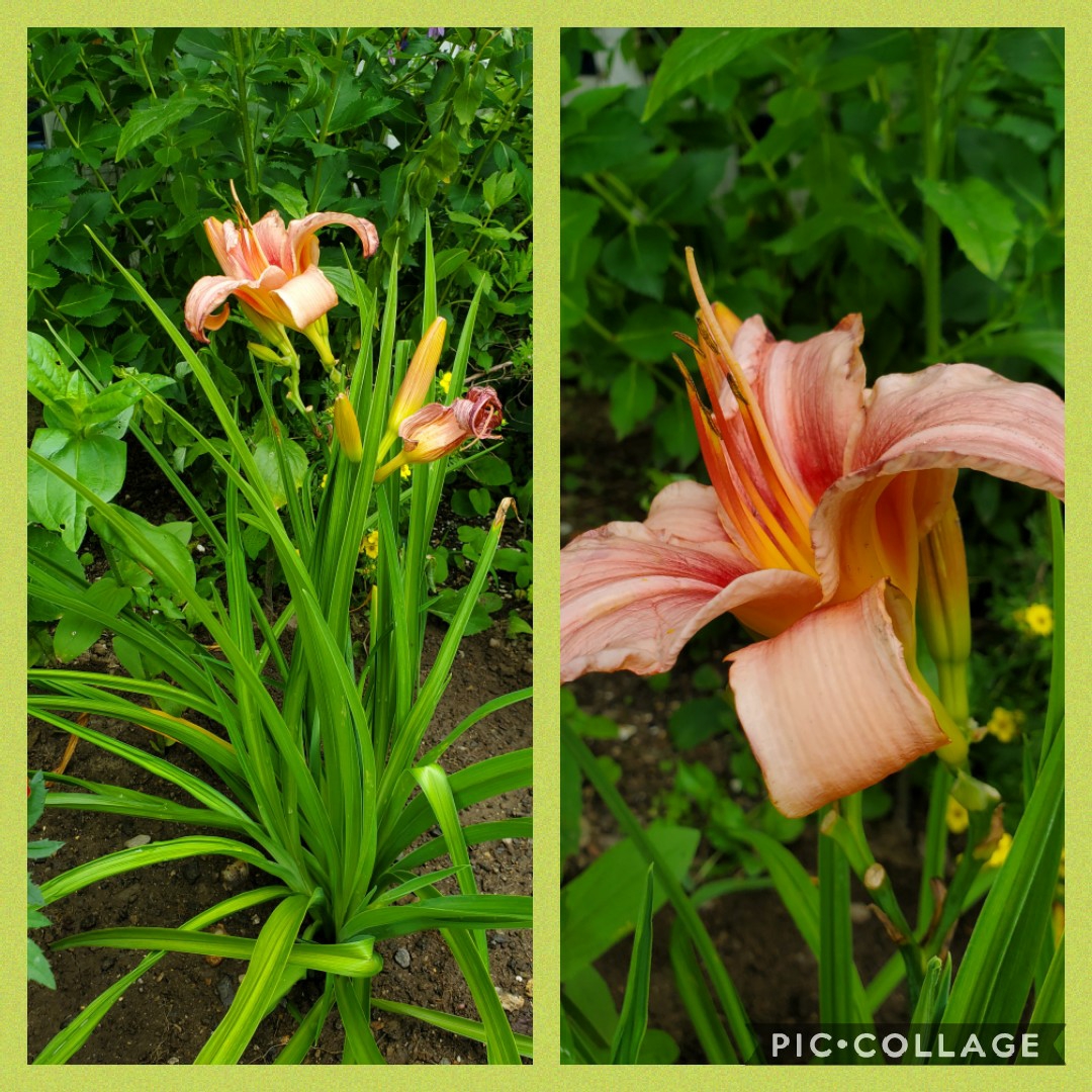 Daylily Prairie Belle in the GardenTags plant encyclopedia