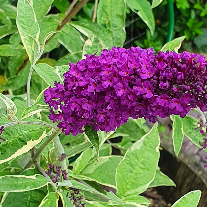 Butterfly Bush Masquerade in the GardenTags plant encyclopedia