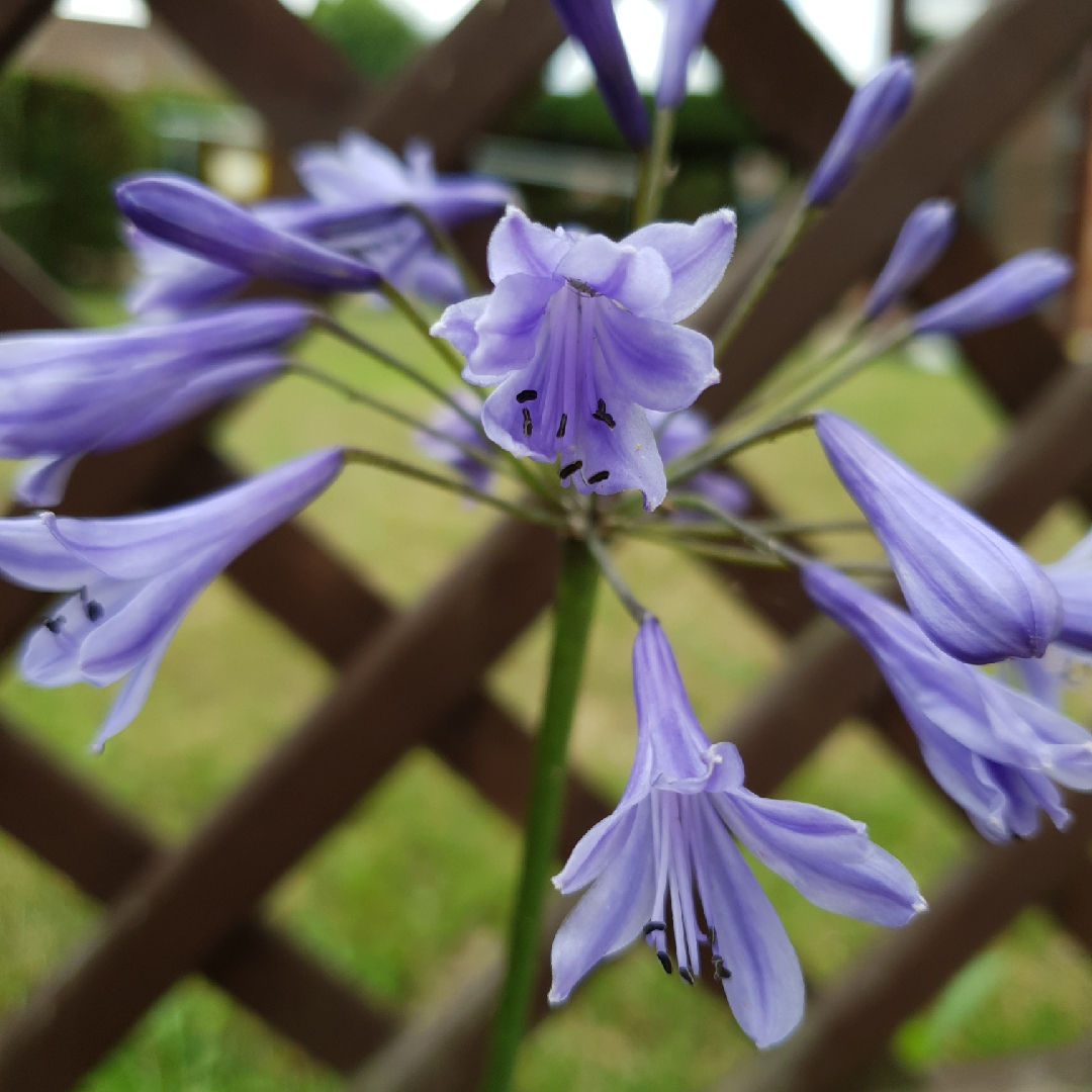 African Lily Queen Of The Ocean in the GardenTags plant encyclopedia