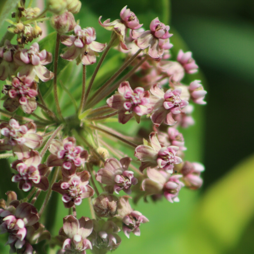 Common Milkweed in the GardenTags plant encyclopedia