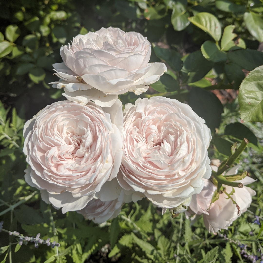 Rose Earth Angel (Floribunda) in the GardenTags plant encyclopedia