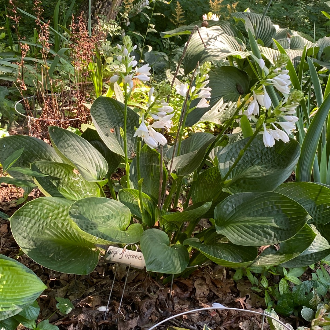 Plantain Lily Cup Of Grace in the GardenTags plant encyclopedia