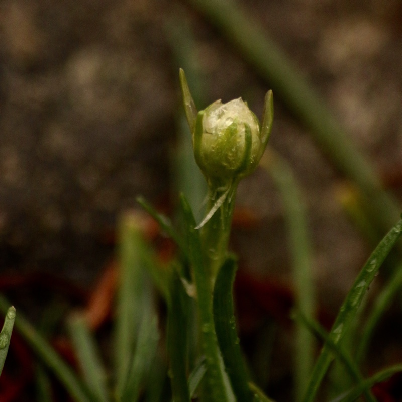 White Sea Thrift in the GardenTags plant encyclopedia