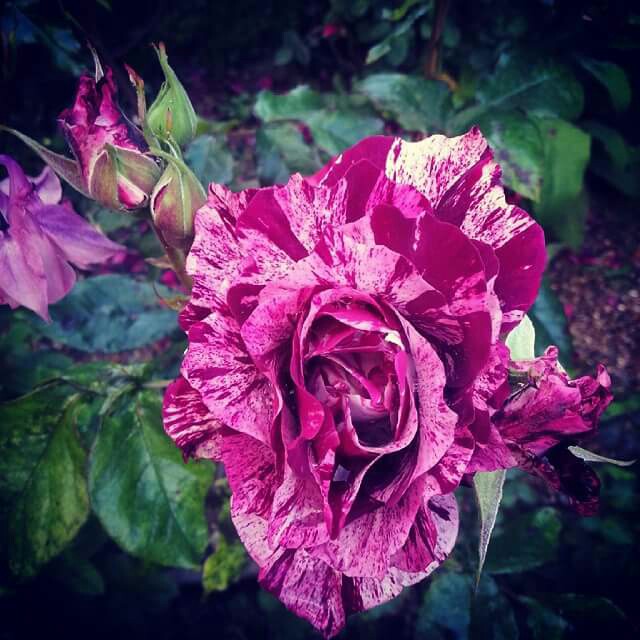 Rose Purple Tiger in the GardenTags plant encyclopedia