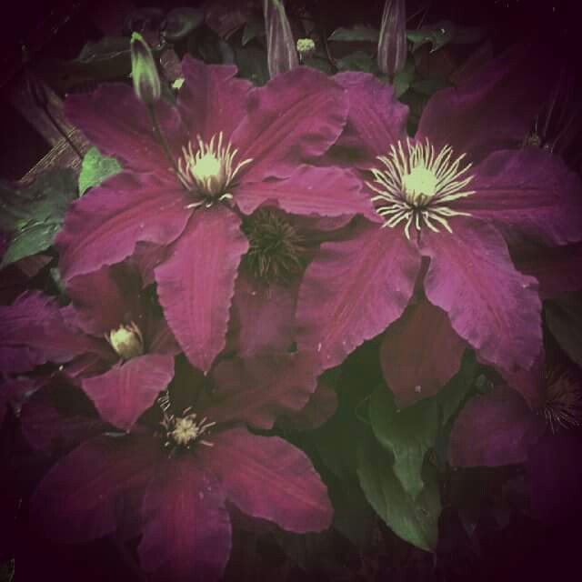 Clematis Niobe in the GardenTags plant encyclopedia