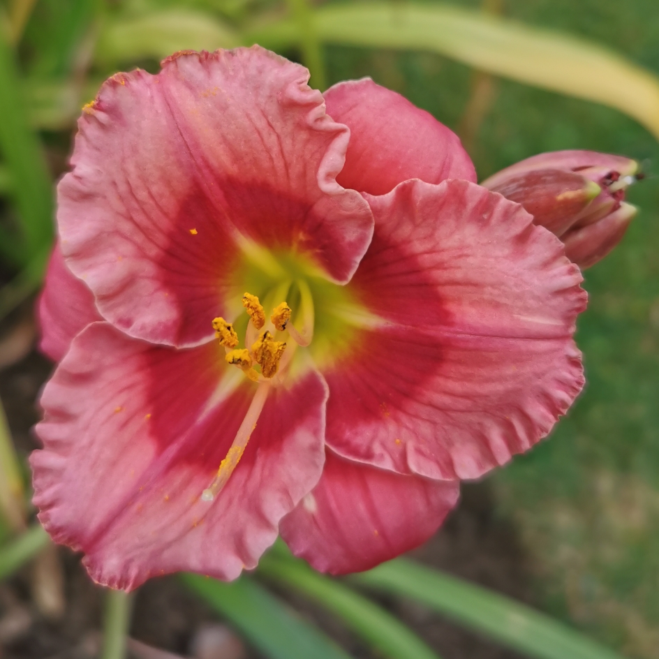 Daylily Cherry Valentine in the GardenTags plant encyclopedia