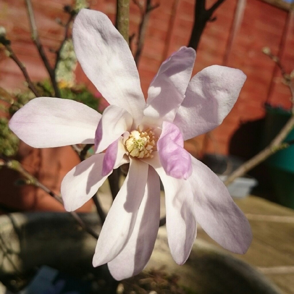 Magnolia Leonard Messel in the GardenTags plant encyclopedia