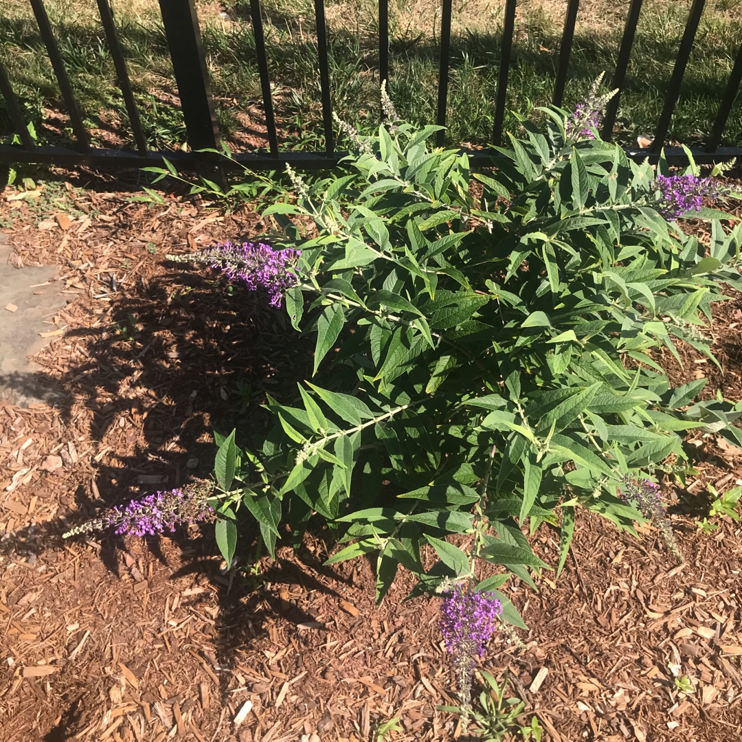 Butterfly Bush Purple Haze in the GardenTags plant encyclopedia