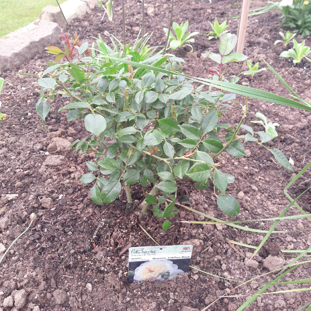 Rose The Queens Jubilee Rose (Shrub) in the GardenTags plant encyclopedia