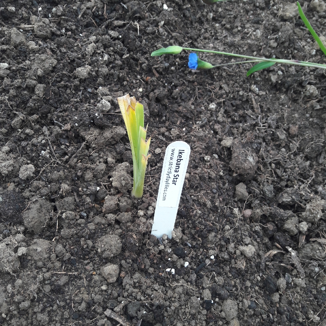 Daylily Ikebana Star in the GardenTags plant encyclopedia