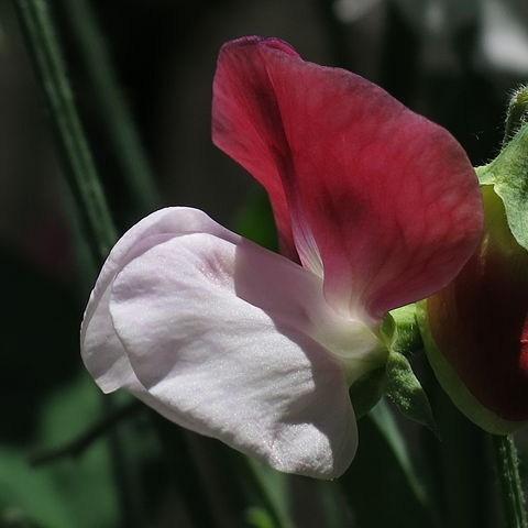 Sweet pea Warrior in the GardenTags plant encyclopedia