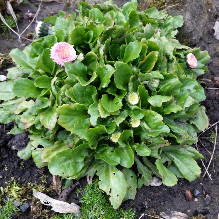 Daisy Dresden China in the GardenTags plant encyclopedia