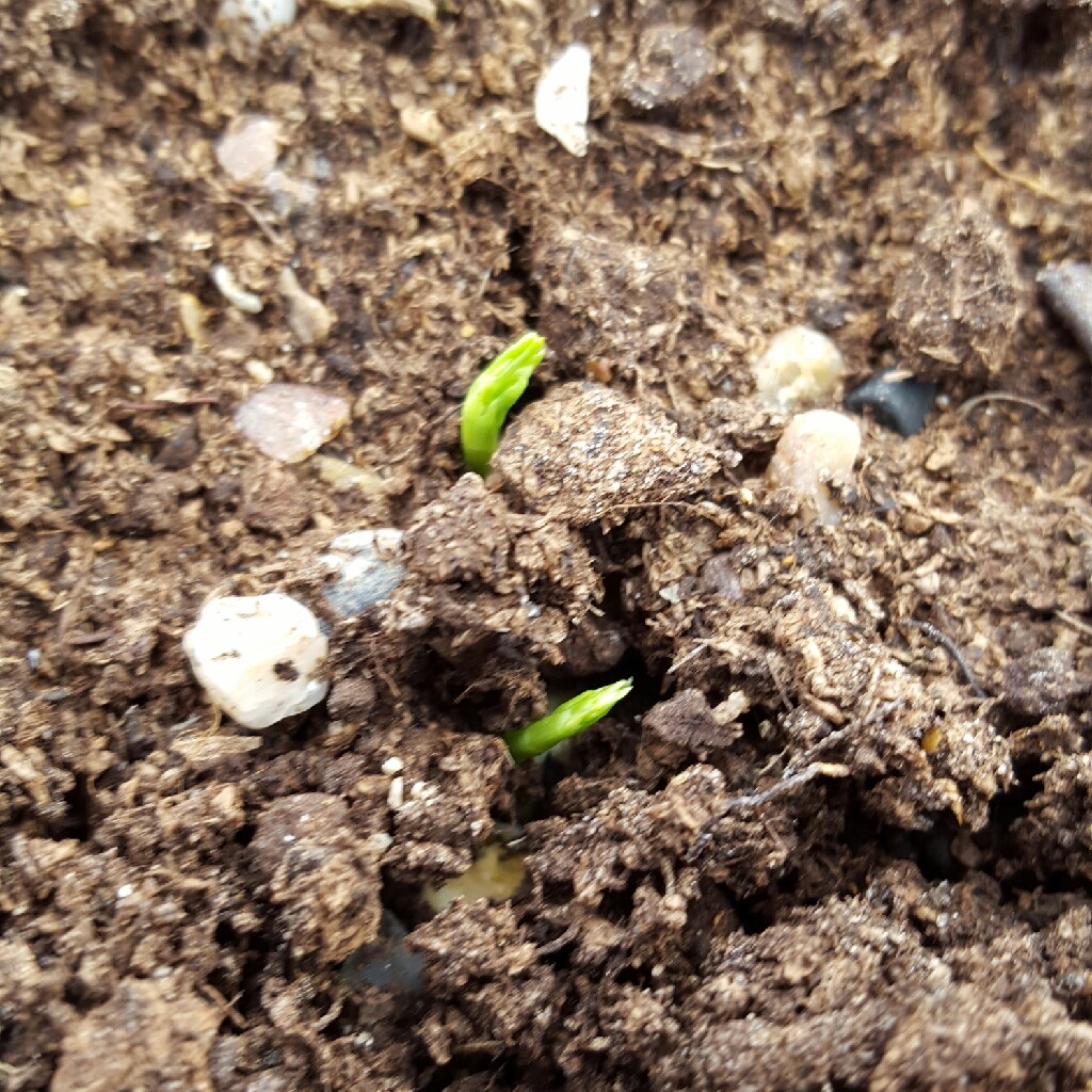 Pisum Sativum 'Early Onward', Pea 'Early Onward' in GardenTags plant ...