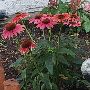 Coneflower Lakota Fire in the GardenTags plant encyclopedia