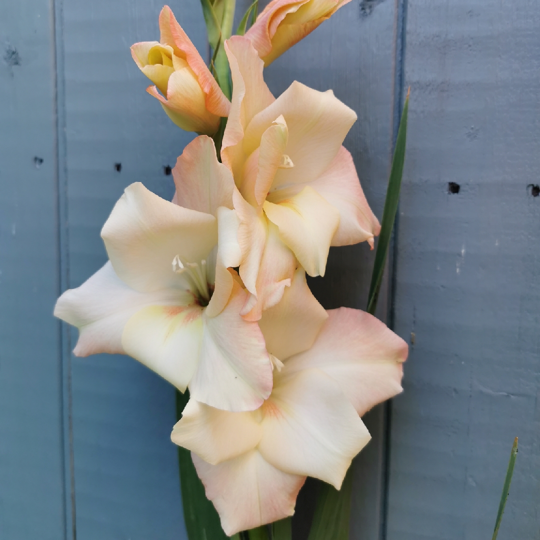 Gladioli Cream Perfection (Large-flowered) in the GardenTags plant encyclopedia