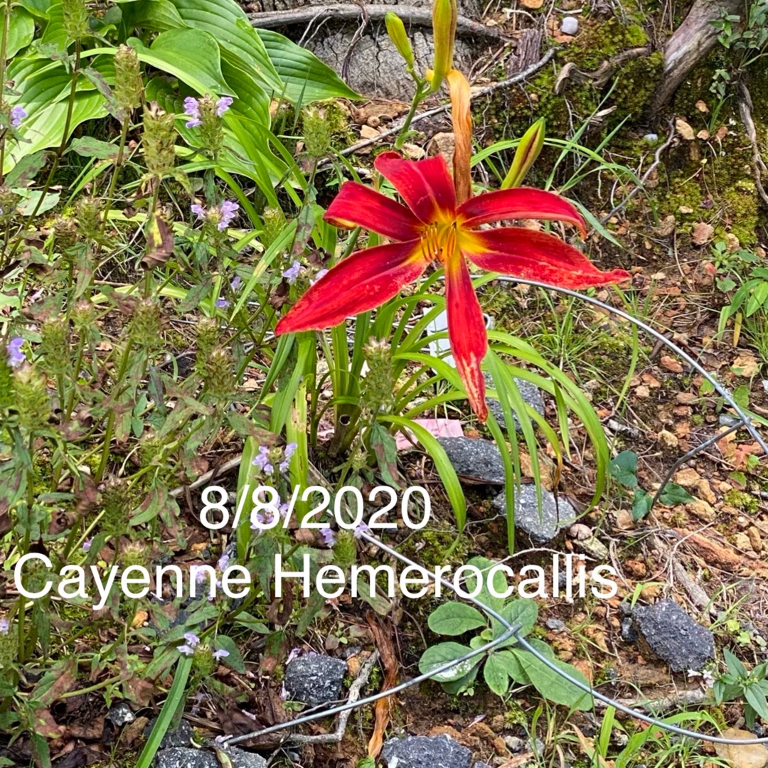 Daylily Cayenne in the GardenTags plant encyclopedia