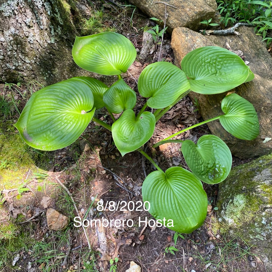 Plantain Lily Sombrero in the GardenTags plant encyclopedia