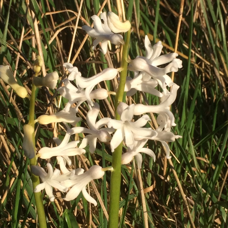 Hyacinth White Festival in the GardenTags plant encyclopedia