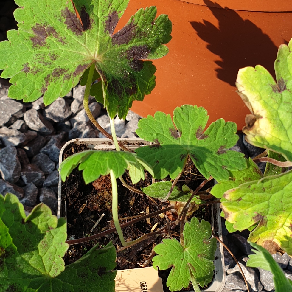 Cranesbill Tiny Monster in the GardenTags plant encyclopedia