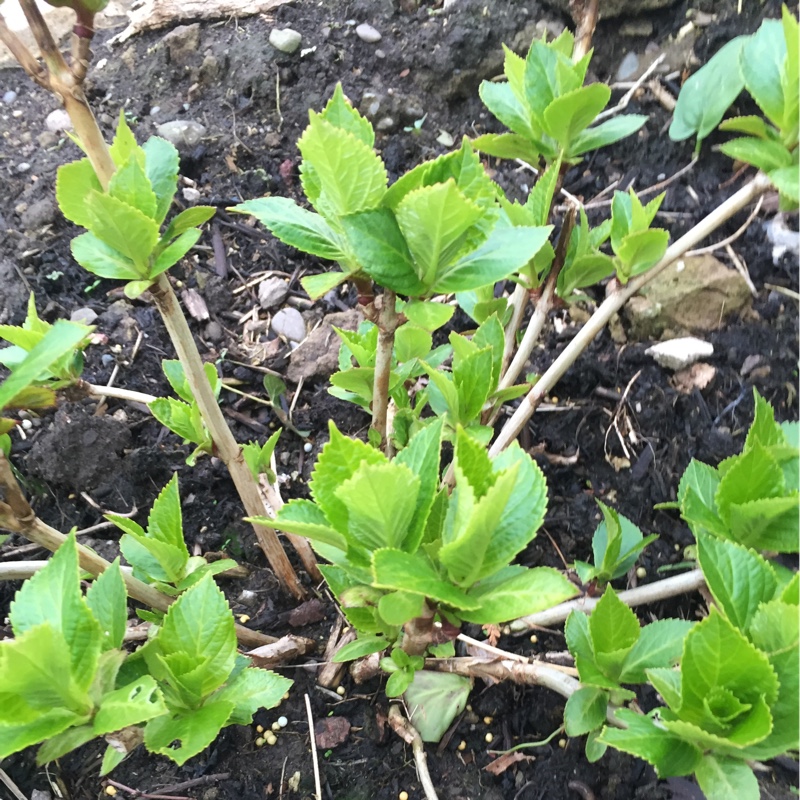 Hydrangea Early blue in the GardenTags plant encyclopedia