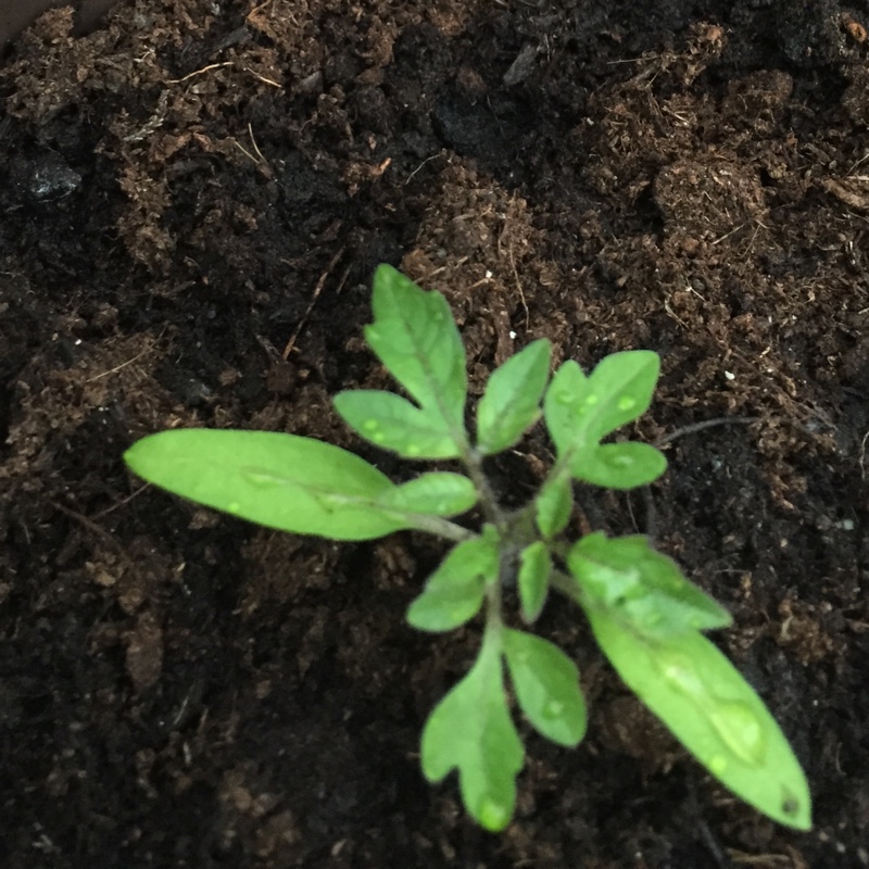 Tomato Costaluto Fiorentino (Beefsteak Tomato) in the GardenTags plant encyclopedia