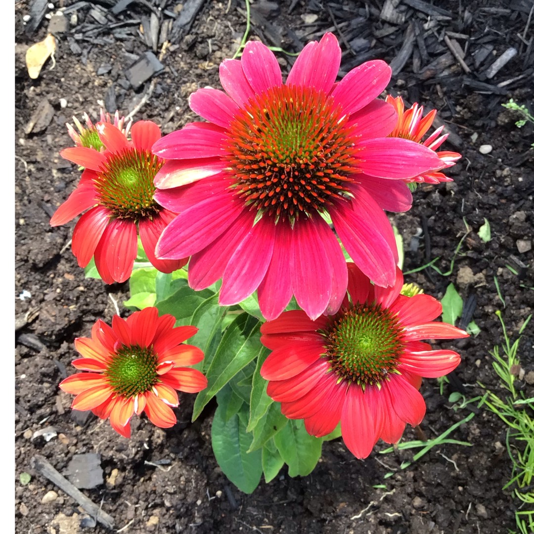 Coneflower Sombrero Tres Amigos in the GardenTags plant encyclopedia