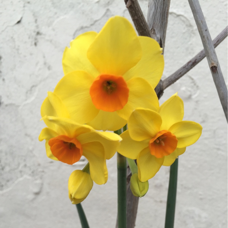 Daffodil Hoopoe (Tazetta) in the GardenTags plant encyclopedia