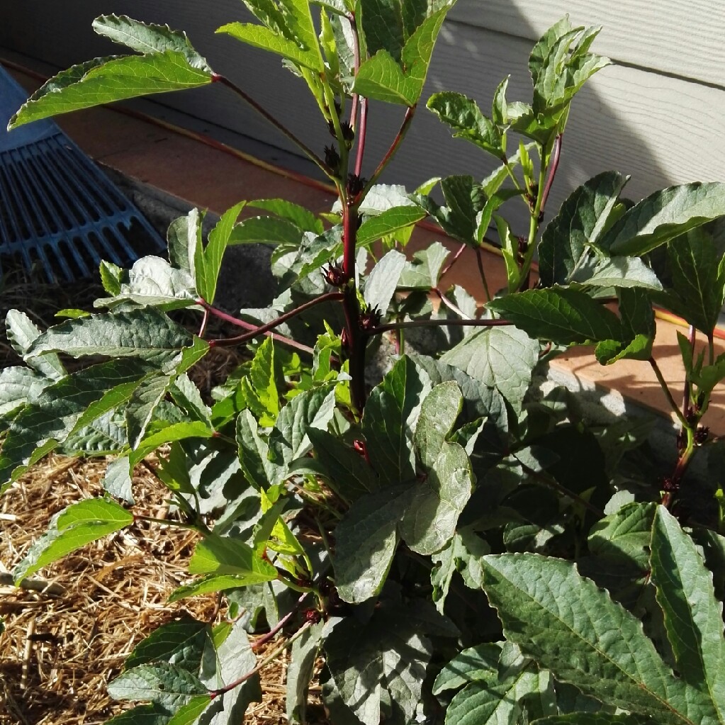 Hibiscus Rosella in the GardenTags plant encyclopedia