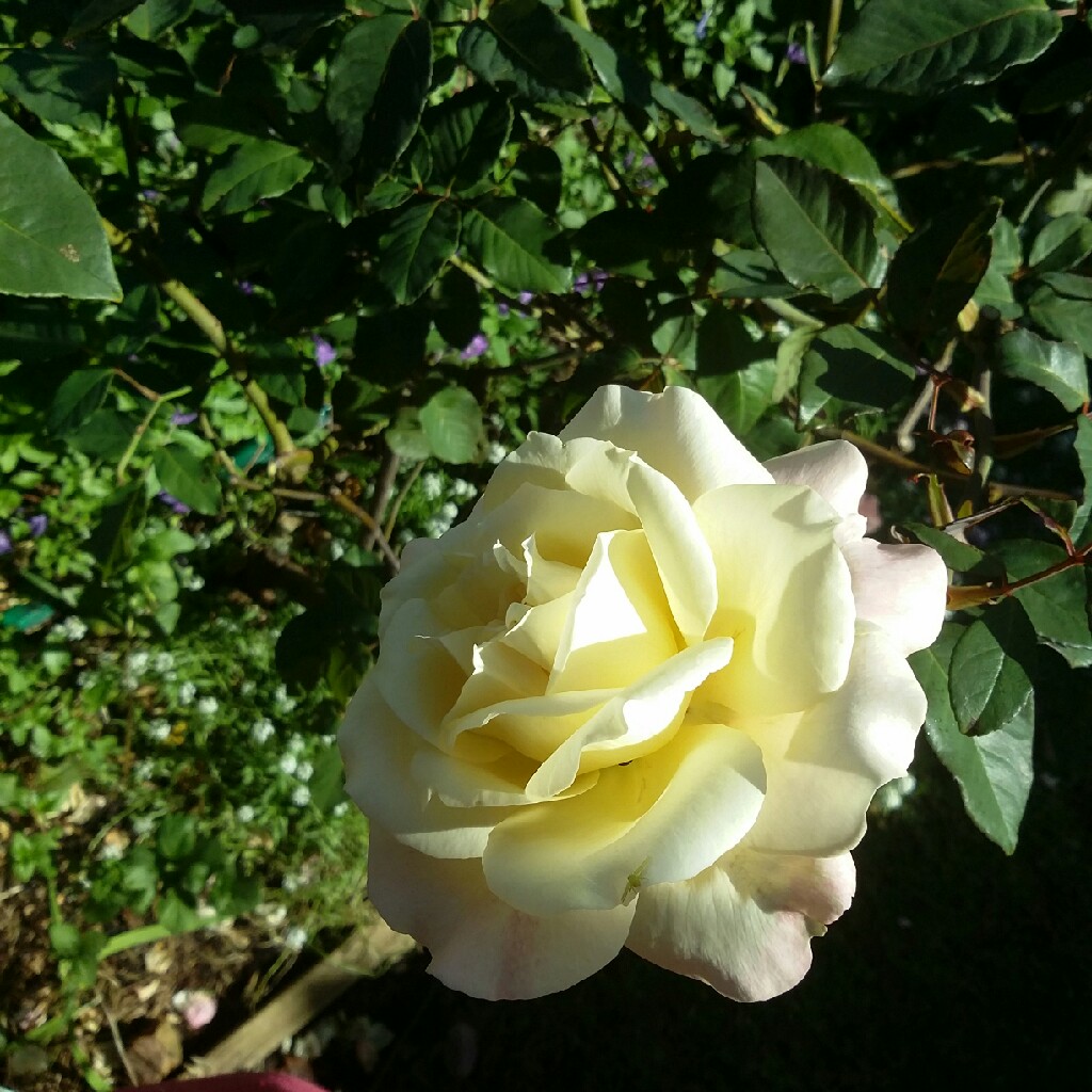 Rose Mrs Dudley Cross in the GardenTags plant encyclopedia