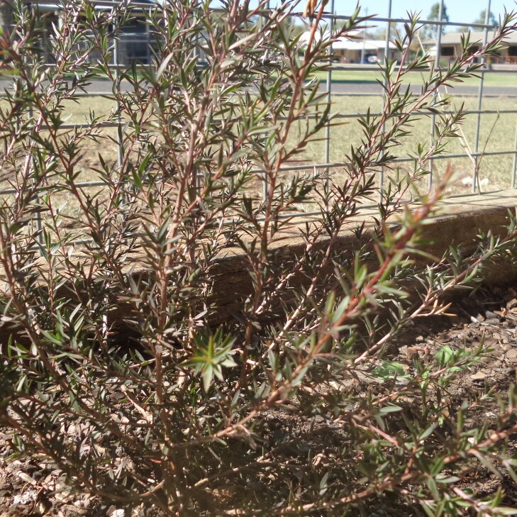 New Zealand Tea Tree Burgundy in the GardenTags plant encyclopedia