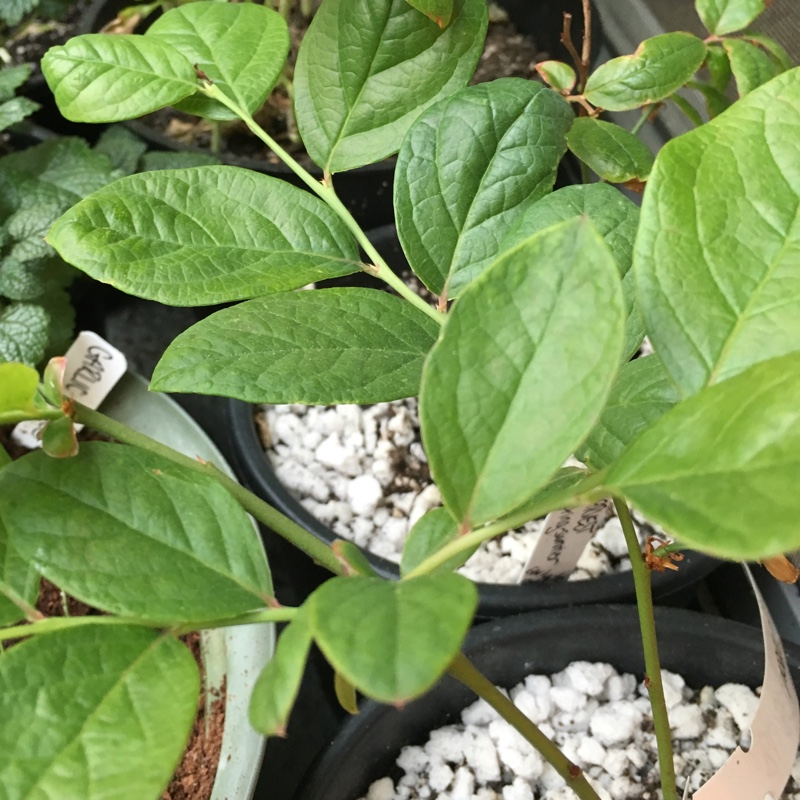 Blueberry Early Blue in the GardenTags plant encyclopedia