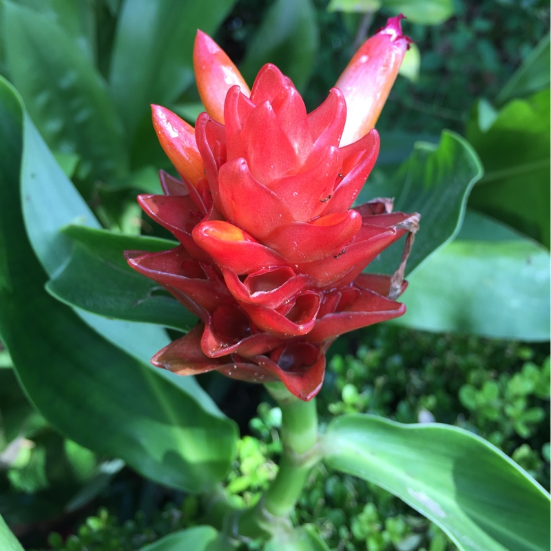 Dwarf Orange Ginger in the GardenTags plant encyclopedia