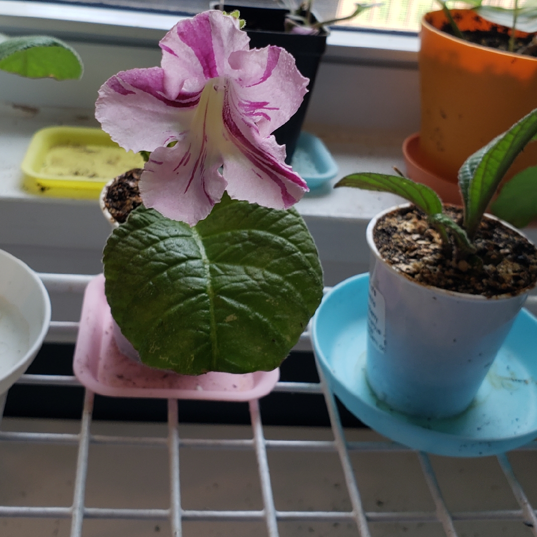 Cape Primrose Bristols Spectacular in the GardenTags plant encyclopedia