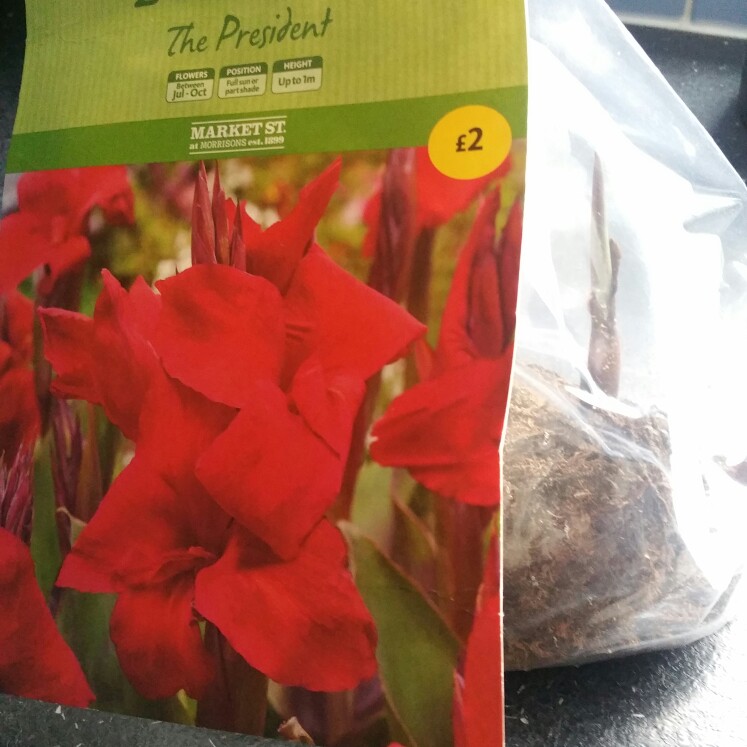 Canna President in the GardenTags plant encyclopedia