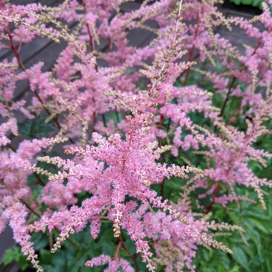 False Goats Beard Bressingham Beauty in the GardenTags plant encyclopedia