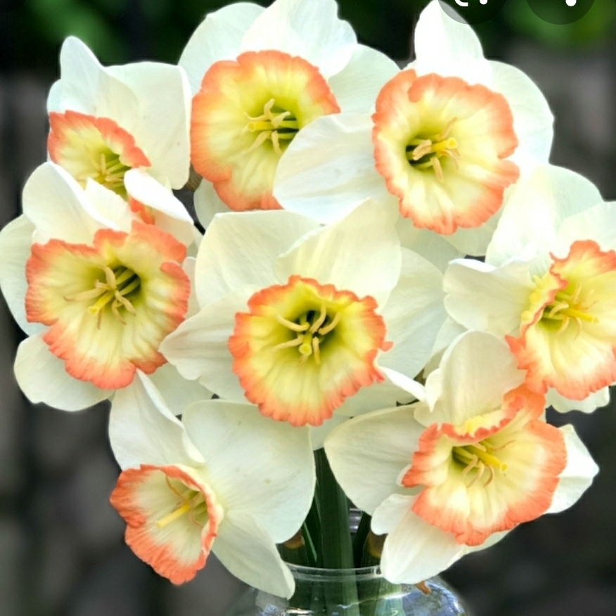 Daffodil Night Cap (Large-cupped) in the GardenTags plant encyclopedia