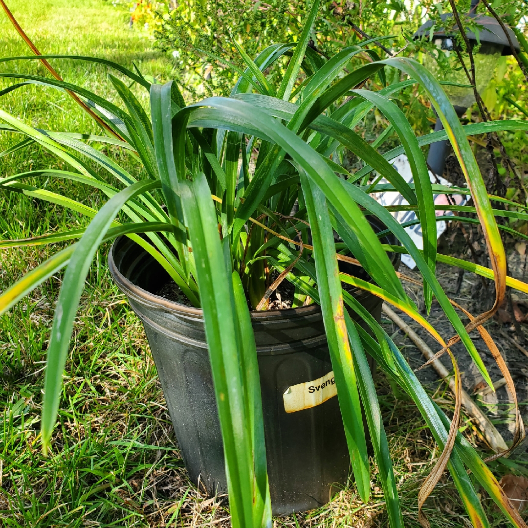 Daylily Svengali in the GardenTags plant encyclopedia