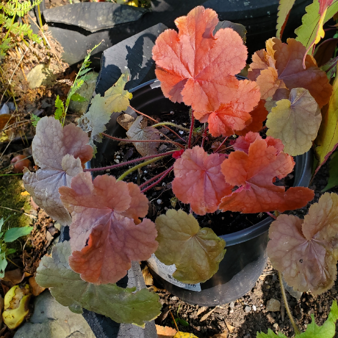 Alumroot Northern Exposure Red in the GardenTags plant encyclopedia