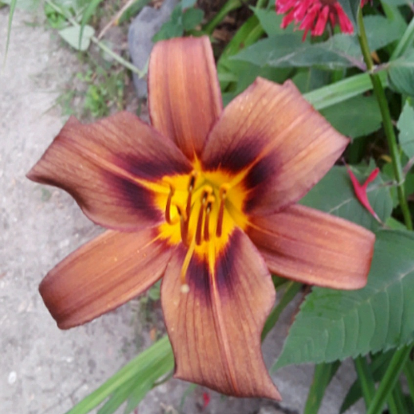 Daylily Milk Chocolate in the GardenTags plant encyclopedia