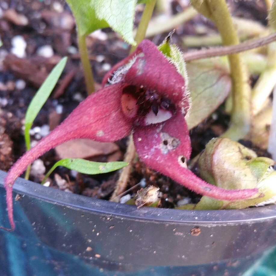 Western Wild Ginger in the GardenTags plant encyclopedia