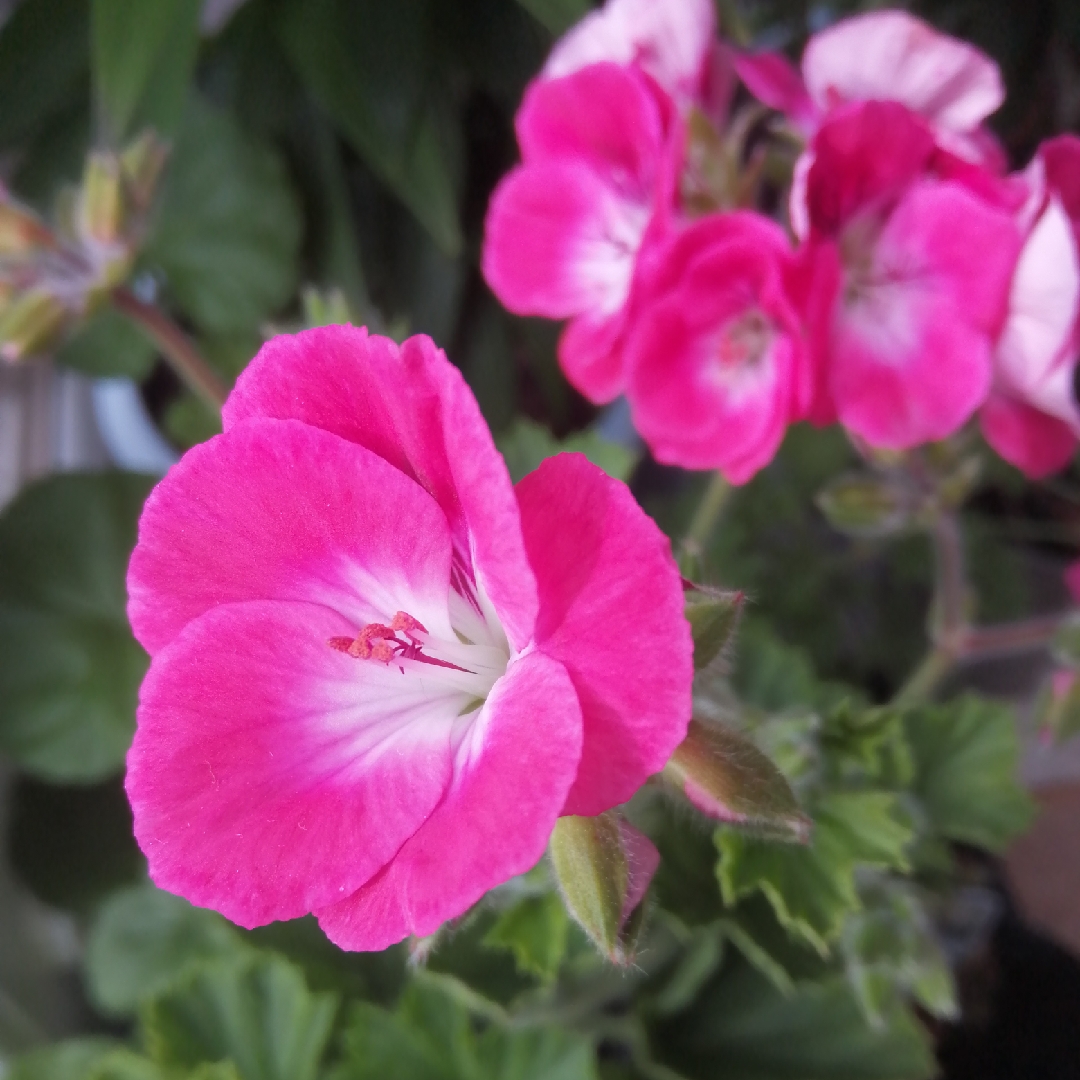 Pelargonium Pink Hindoo (Decorative) in the GardenTags plant encyclopedia